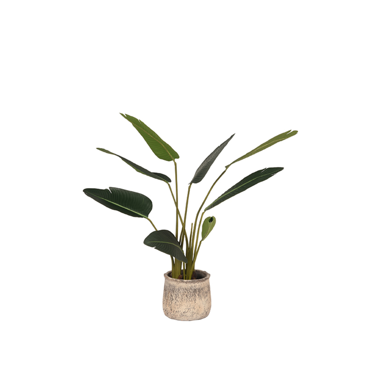 Décoratio I_Strelitzia - Vert - GROEN - - Moderne - LABEL51
